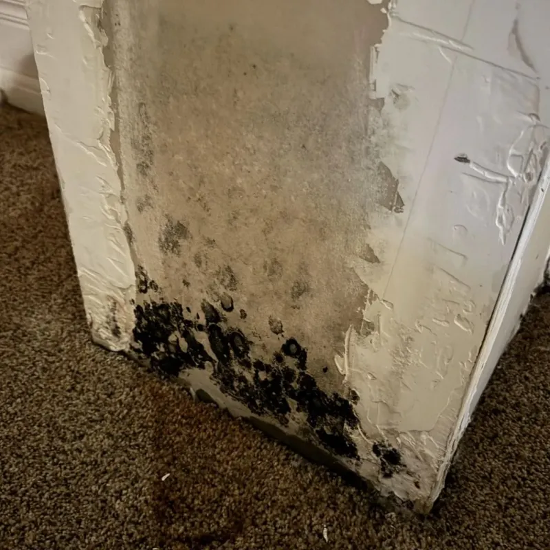 Professional Mold Removal in Rayne, LA